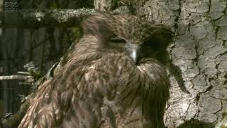 Blakiston`s fish owl are sleepy/シマフクロウは眠たい