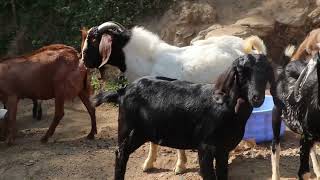 Goat rearing । Goat rearing in Nepal । बाख्रा पालन