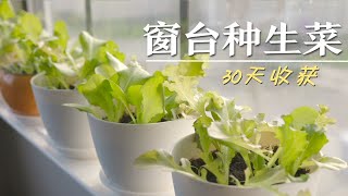 窗台种生菜：30天 从播种到收获，好种又好吃！