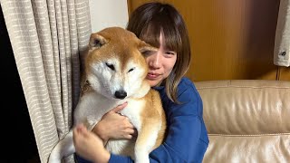 柴犬福 姉と柴犬の絡み総集編🤣Sister and Shiba Inu series👩🐶🤣