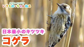 コゲラ　日本最小のかわいいキツツキ