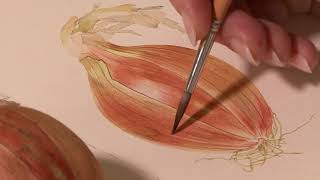 How to paint an onion - preview ⎮Billy Showell ⎮ Watercolour Beautiful