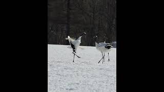 [4K] Redcrownedcrane 丹頂鶴の舞　shorts