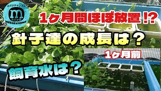 【どうなったかな？】水換え無し・足し水無しでの1ヶ月！メダカ達はどう過ごしたのか!!