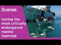 Meet the crew saving the world's most endangered marine life off the coast of Mexico | Scenes