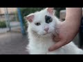 【野良猫】白猫は可愛いを知り尽くしている