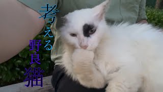 【野良猫】白猫は可愛いを知り尽くしている