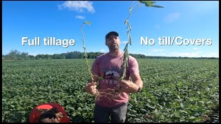 No Till/Cover Crops vs. Tillage in Soybeans - Big differences!!!