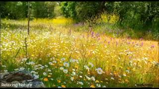 Relaxing Nature Ambience Meditation, Good Morning Spring Nature