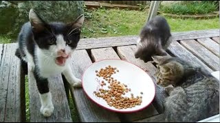 喧嘩してご飯を食べる野良猫子猫 Stray cat kittens fighting and eating food・・・うちの猫ちゃんたちカワイイTV