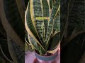 snake plant blooming have you ever seen snake plant flower shorts foryou snakeplantflower