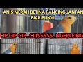 PANCINGAN ANIS MERAH BETINA PANCING JANTAN BIAR BUNYI