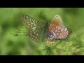 butterflies of estonia