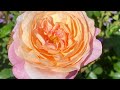 5 fragrant roses i highly recommend