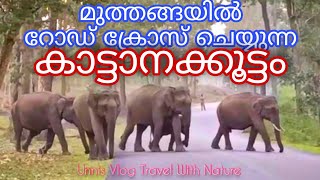 wild elephants on the road kerala / വയനാട് മുത്തങ്ങയിൽ  കാട്ടാനക്കൂട്ടം / wayanad wildlife  Muthanga