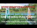 Part 52,MAU TANAMAN CABE BERBUAH LEBAT....!!!pupuk ini yg sy gunakan agar Buah,Bunga semakin lebat