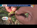 రబీకి అనువైన జొన్నరకాలు సాగులో మెళకువలు varieties of sorghum seeds for rabi season matti manishi