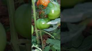 நல்ல தரமான தக்காளி காய்க்க மொட்டு வரும்போது இதை ஊற்றுங்க/ tomato plant