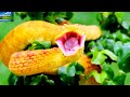 dangerous snake 🇨🇷 8k video ultra hd 60fps dolby vision costa rica 8k hdr 8k tv