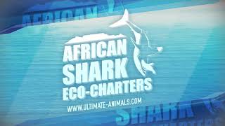 Broadnose Sevengill Cow Shark diving with African Shark Eco Charters