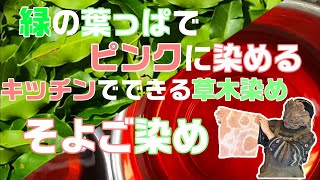 『緑の葉っぱでピンクに染める そよご染め』キッチンでできる簡単草木染め第10段