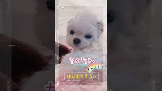 【ブサカワ】振り返るまで待てない可愛すぎるチワマル！#shorts #dog #犬 #癒し #チワマル