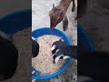 simple hay feeder on our goats farm to reduce wastage of feeds | goat feeder #shorts #Mini zoo