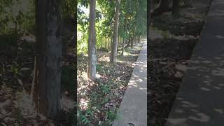 Como é bom fazer essa caminhada nesse lugar #short