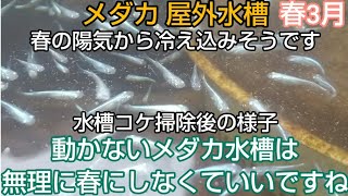 メダカ 屋外 3月 動かない水槽のめだかたちは無理に春にしなくてもいいですね コケ掃除後の様子は？