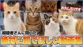 視聴者さんが選んだ「絶対に見てほしい猫動画」をまとめてみました！！【年末総集編】