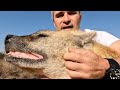 Hyenas - Hunters or Scavengers? | The Lion Whisperer