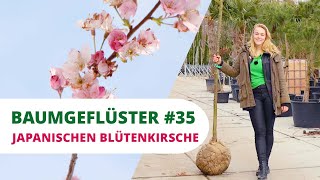 Baumgeflüster #35 | Die Japanische Blütenkirsche