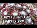 BEST TIPS | HOW TO CARE FOR SEMPERVIVUM SUCCULENTS | HENS AND CHICKS | HOUSELEEK SUCCULENT