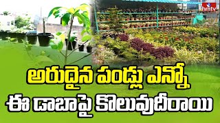 అరుదైన పండ్లు ఎన్నో ఈ డాబాపై కొలువుదీరాయి | Terrace Garden | hmtv  Agri