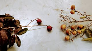 Red vs White Longan (Dimocarpus longan)