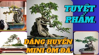 QUÁ ĐẸP VỚI NHỮNG TÁC PHẨM BONSAI MINI DÁNG HUYỀN ÔM ĐÁ#caycanh