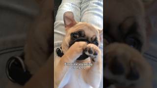 My pug puppy’s FIRST times 🥹💕 #pug #dog #puppy