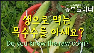 생으로 먹는 옥수수? 텃밭에 섞어짓기 해야 하는 이유? Do you know the raw corn?