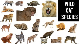 All species of wild cats || wild cat vocabulary || all 41 species of wild cat
