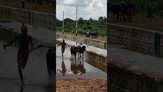 Kambala #kambula #trending #today #training