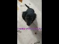 カニンヘンダックスのかわいい子犬　おすわり練習したら飼い主より上手だった【生後2か月／puppy／しつけ】