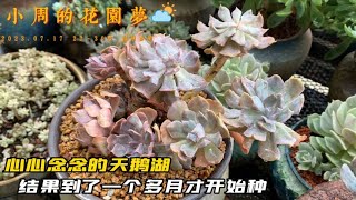 小周养多肉：夏天气温太高多肉种下去怕黑腐化水怎么办？可以架在花盆等天冷种｜多肉植物