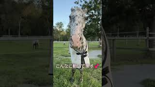 いっぱい動く馬の口がかわいい【馬を飼う】【ペット】