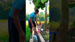 এই হাতে করে একটু জল নিয়ে আসো তো #funny #bengali #mentalrobi #trading #bengalishortvideo