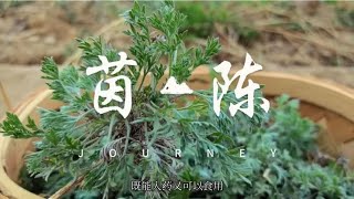 野菜茵陈是个宝，药食同源人称护肝王，储存有妙招，这样吃一年！