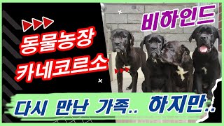 동물농장 카네코르소 사연 근황 / 가족상봉 ..하지만 집에는 아픈 아들이 있었겠죠