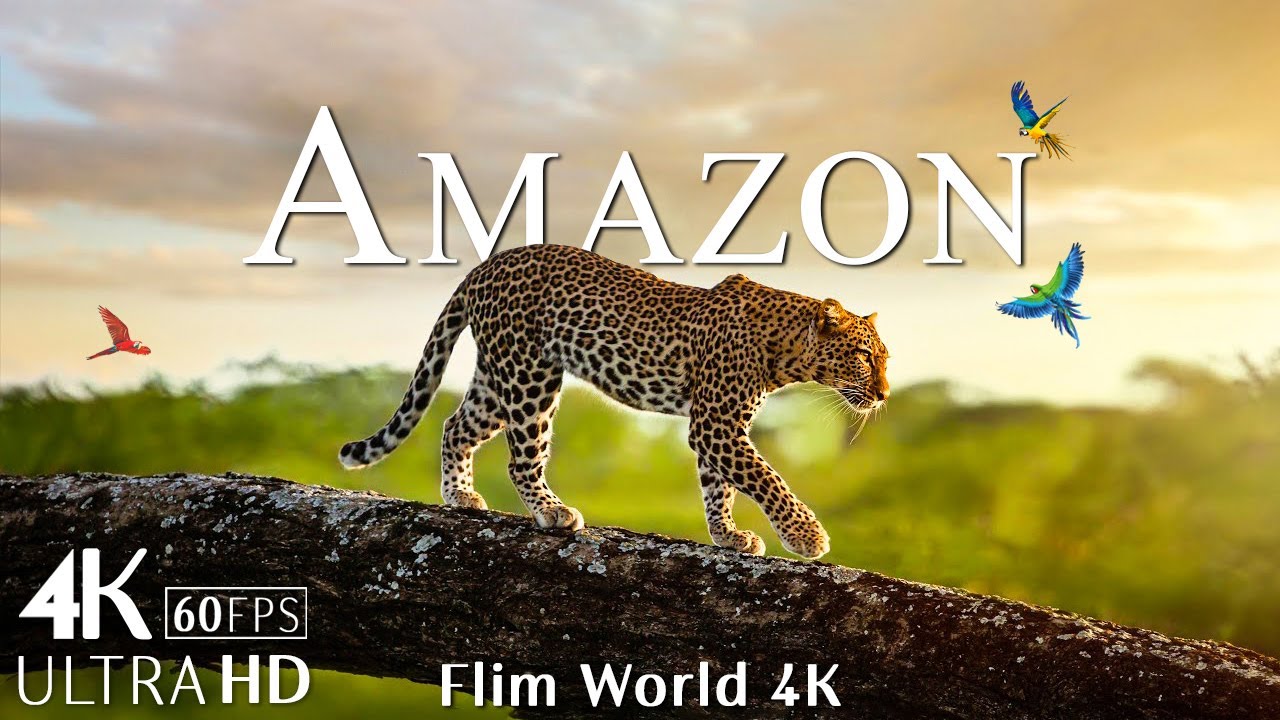 Amazon Wildlife In 4K - Animals That Call The Jungle Home | Amazon ...