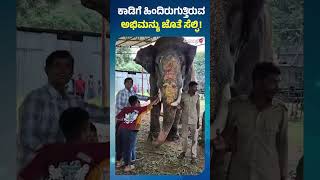 Mysore Dasara 2024 | Elephant Abhimanyu | ಜವಾಬ್ದಾರಿ ಯಶಸ್ವಿಯಾಗಿ ನೆರವೇರಿಸಿ ಹಿಂದಿರುಗಿದ ಕ್ಯಾಪ್ಟನ್