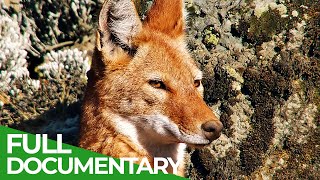Megeti - Ethiopia's Lost Wolf | Free Documentary Nature