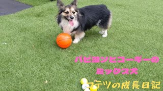 【パピヨンとコーギーのミックス犬】愛犬コテツは外でも中でもボール遊びMy dog Kotetsu plays ball inside and outside